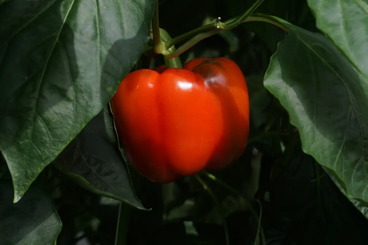 Cultivo de pimiento morrón en invernadero Pepper Lovers