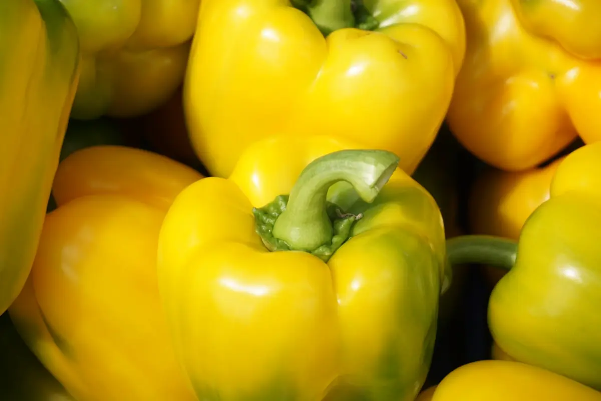 Pimientos morrones amarillos recién cosechados