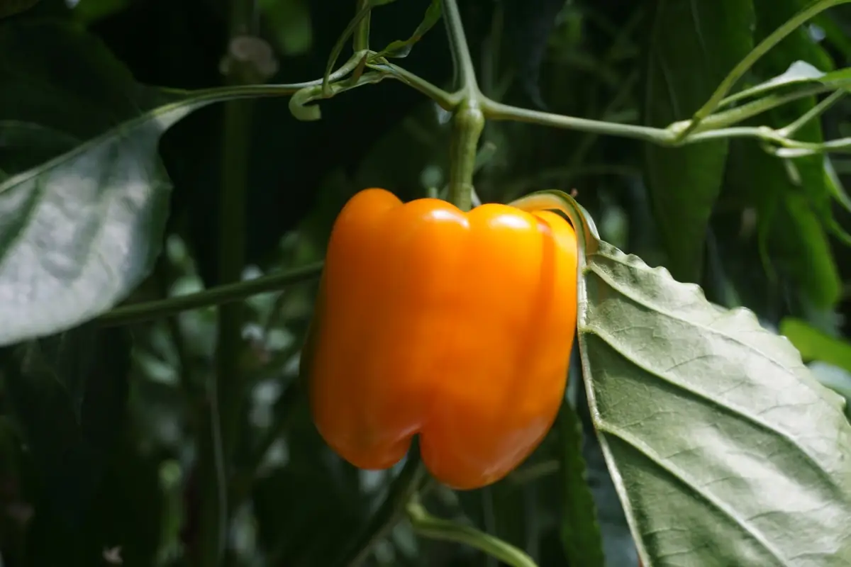 Pimiento morrón naranja maduro en la planta